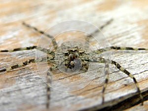 Tree Crab Spider 1