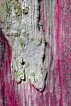 Tree cracked old gray, purple trunk, vertical background texture close up