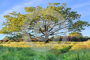 Tree Craggy Gardens Asheville North Carolina NC