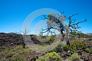 Tree in Craters of the Moon