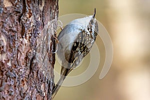 Tree creeper bird perched on tree trunk