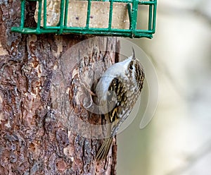 Tree creeper bird perched on tree trunk