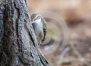 Tree creeper bird perched on tree trunk