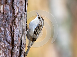 Tree creeper bird perched on tree trunk