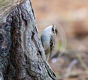 Tree creeper bird perched on tree trunk