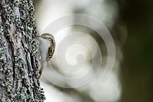 Tree-creeper (Certhia familiaris) in action