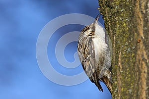 Tree creeper, Certhia Familiaris