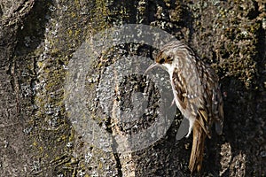 Tree creeper, Certhia Familiaris