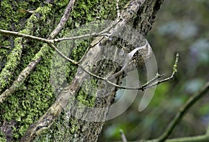 A Tree Creeper - Certhia Familiaris - Looking For And Feeding On Insects on A Tree Trunk