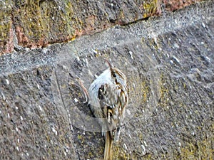 Tree Creeper climbing a Wall