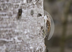 Tree Creeper