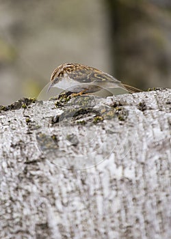 Tree Creeper