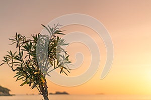 Tree on the Croatian coast in Dubrovnik