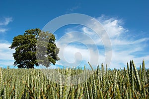 Tree in a Crop Field