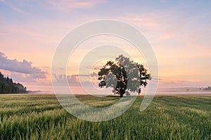 A tree on a crop field with sky colored with sunrise