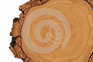 Tree cross section