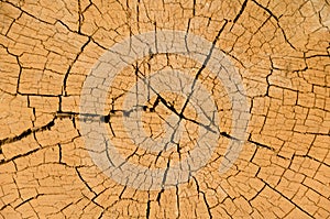 Tree Cross Section