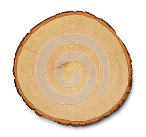 Tree Cross Section