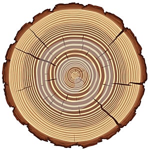 Tree cross section