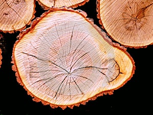 Tree cross-sections on a black background