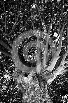 Tree crown in black and white.