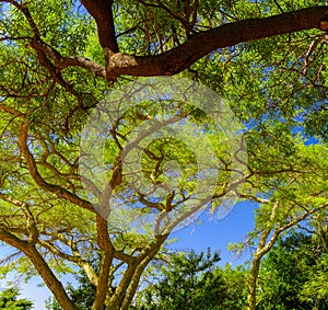 Tree crown with bright green leaves under a sunny blue sky taken in South Africa