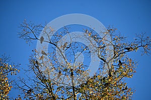 Ein Baum Krone krähen 