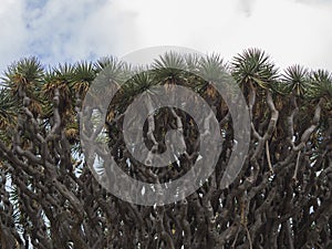 Tree crown detail of old El drago famous millenario giant 2000 y photo