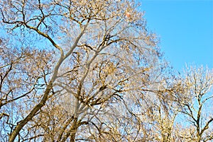 Tree Crown in Late Winter Against Blue Sky