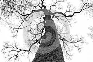 Tree crown without leaves from below view in black and white