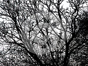 Tree crown silhouette in black against white