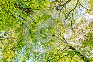 Tree crowns of Beech trees, Fagus sylvatica, and oak trees, Quercus robur,