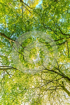 Tree crowns of Beech trees, Fagus sylvatica, with soft yellow green leaves in spring against full sunlight