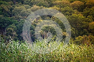 Tree crowns with green leaves in dense primeval forest against the background of thickets of green reeds