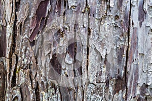 Tree Crust Close up