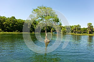a tree in the crystal river