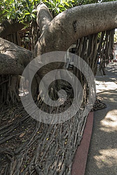 Tree in Cuale Island Flea Market central Puerto Vallarta