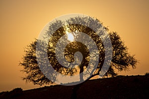Tree in sunrise photo