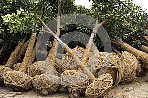 Tree for cultivation