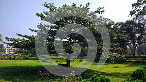 Tree at Cumilla Shalbon Bihar