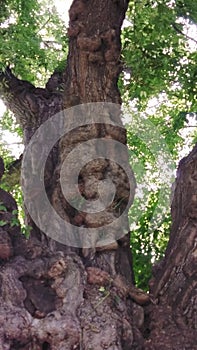 Tree curiosities, uniqueness photo