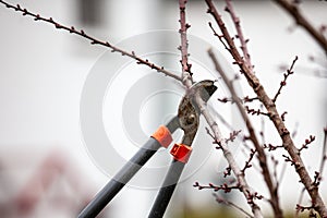 Tree-cut of an apricot tree with buds made with loppers