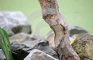 Tree cut by beaver beside a river