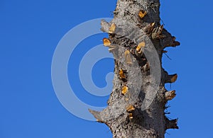 Tree with cut branches on blue sky. deforestation