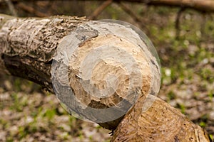 A tree cut down by a beaver with his teeth .