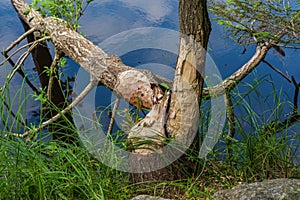 Tree cut down by beavers at a lake in Sweden