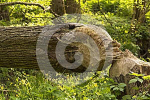 A tree cut down by beavers teeth and lying among buttercup flowers.