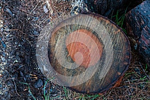 A tree cut down in the forest, wet from the rain