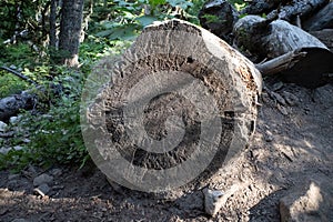 Tree Cut Down in Joffre Lakes Provincial Park, Canada