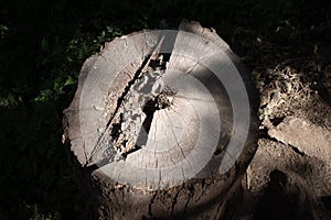 Tree Cut Down in Joffre Lakes Provincial Park, Canada